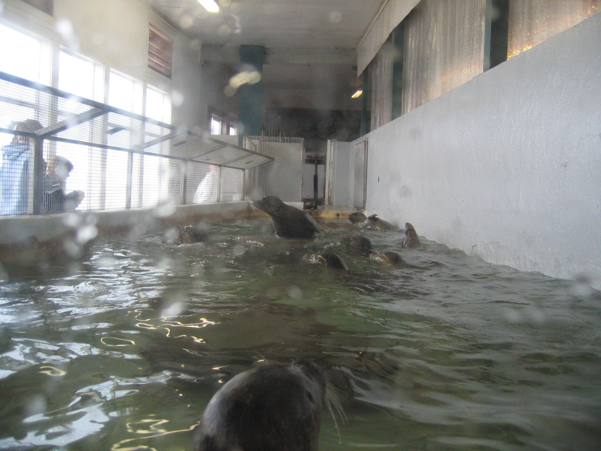 CannonBeach2007/08The_seals_at_the_Seaside_Aquarium.jpg