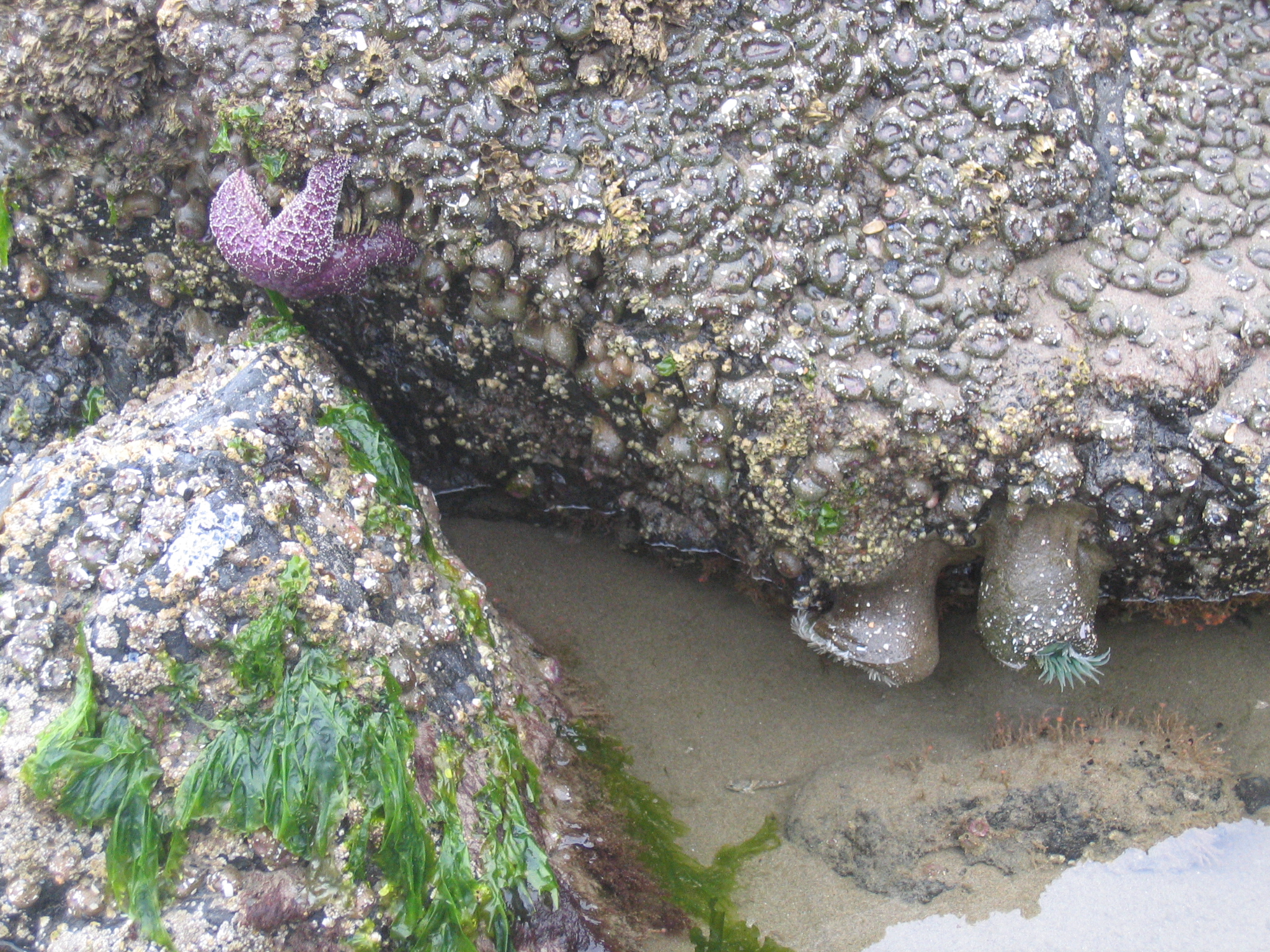 CannonBeach2007/22Starfish_and_Sea_anemones_at_the_tidepools.jpg