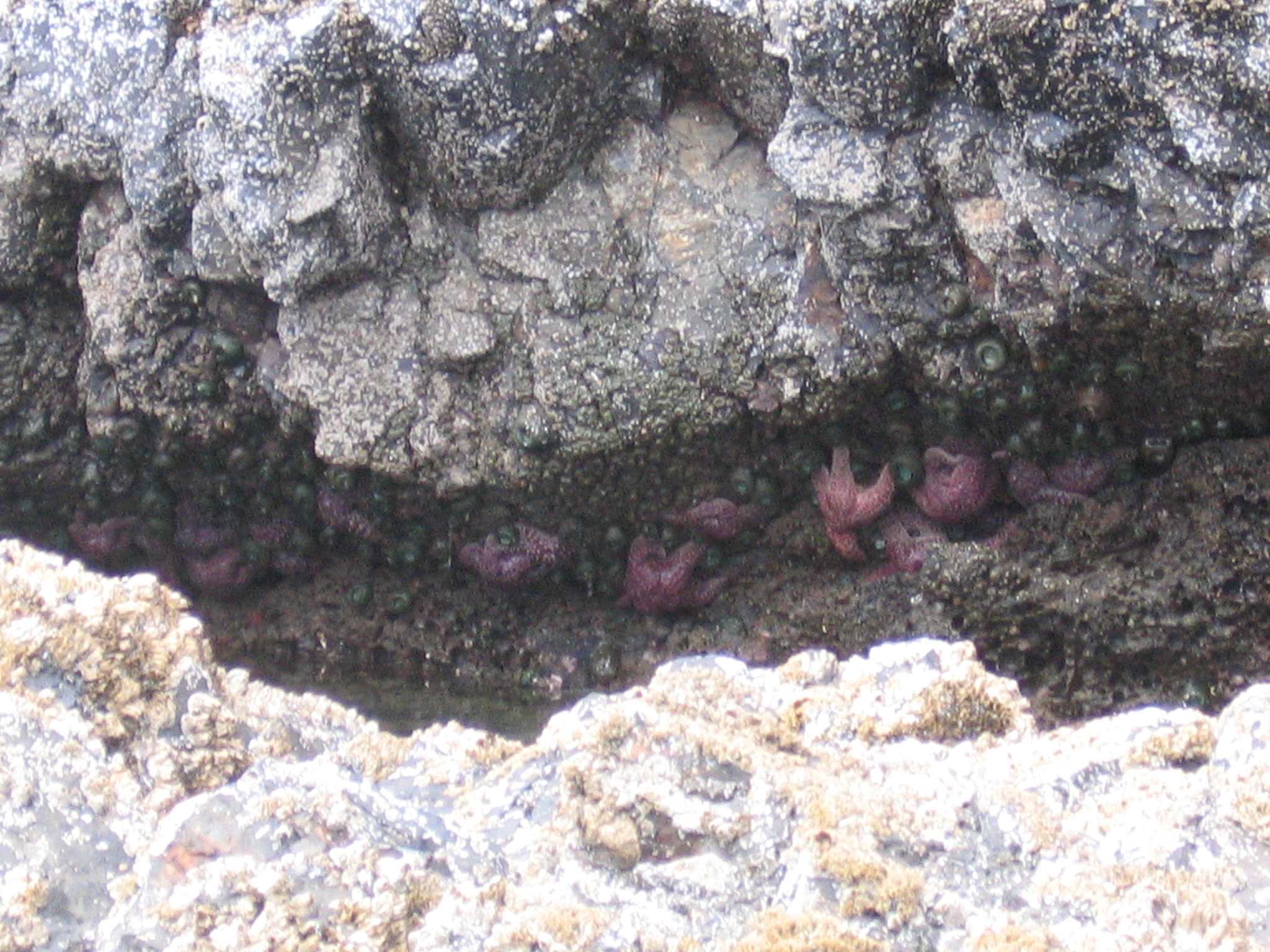 CannonBeach2007/26more_starfish_and_sea_anemones.jpg