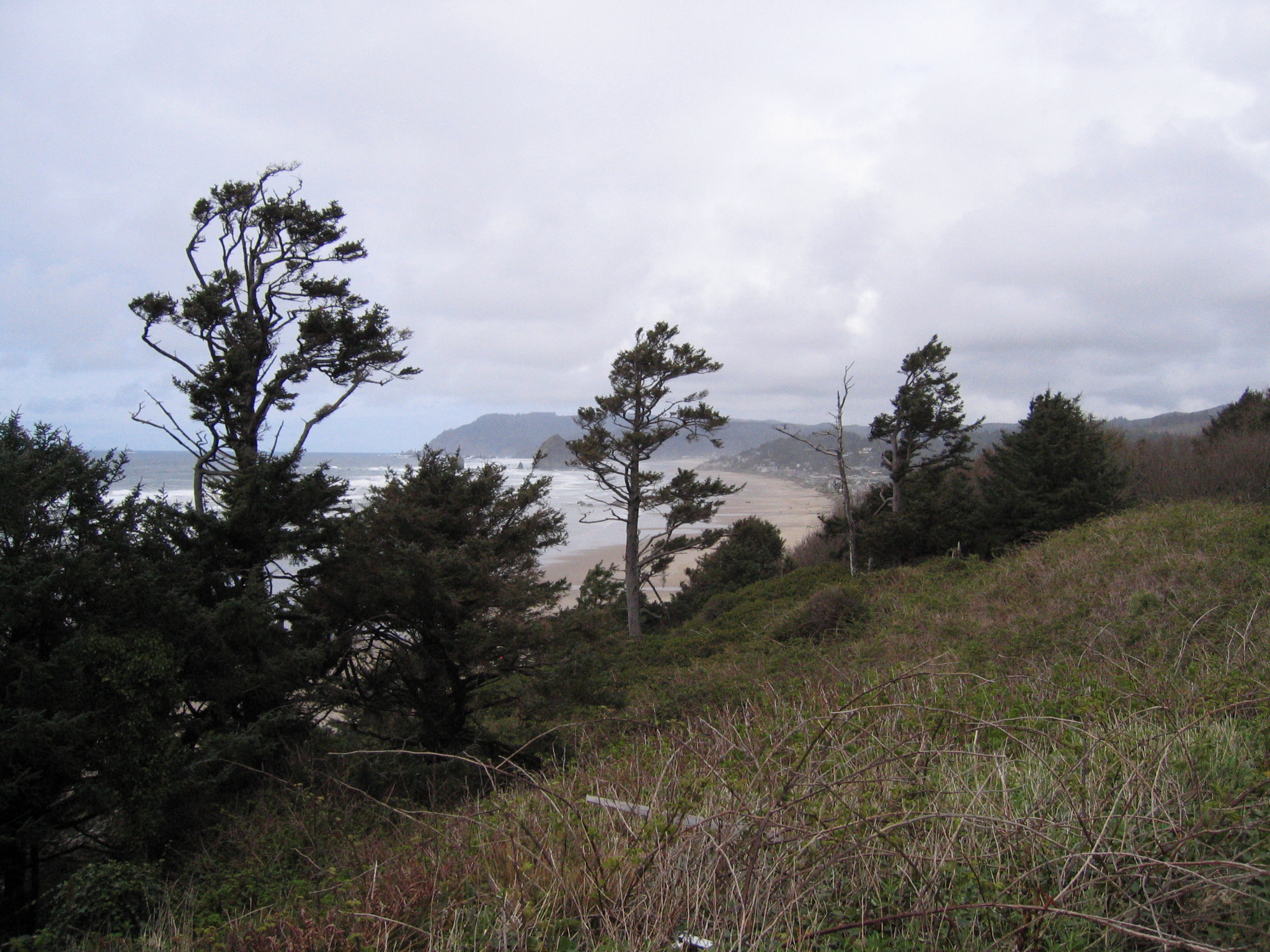 CannonBeach2007/42looking_north_to_Cannon_Beach__you_can_see_Haystack_Rock_through_the_trees.jpg