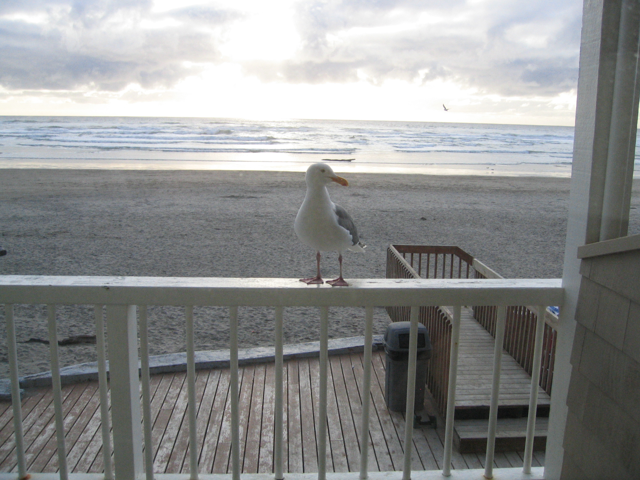CannonBeach2007/44a_visitor_on_our_balcony.jpg