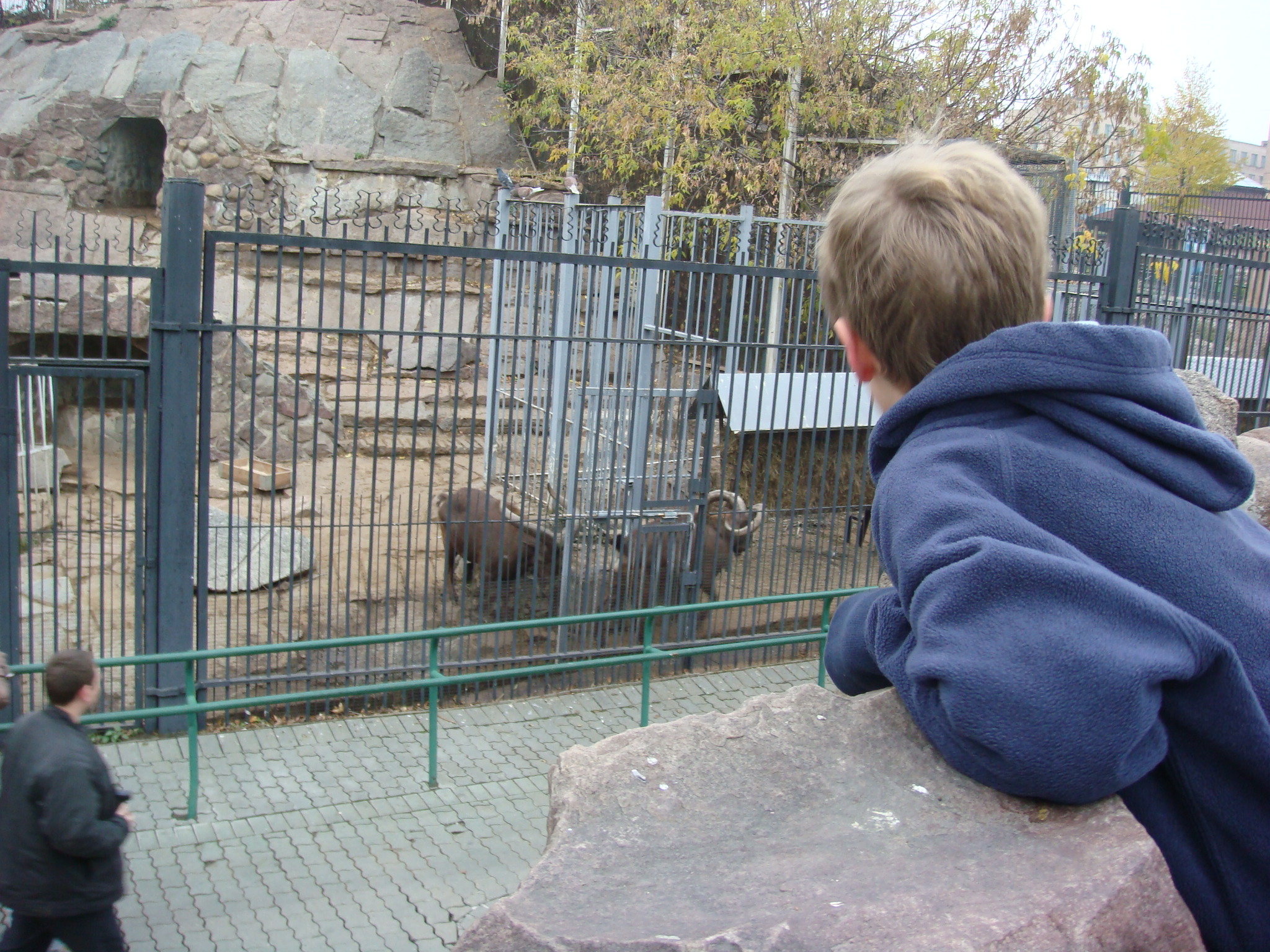 MoscowZoo/016Riley_and_the_Mountain_goats_Moscow_Zoo.JPG