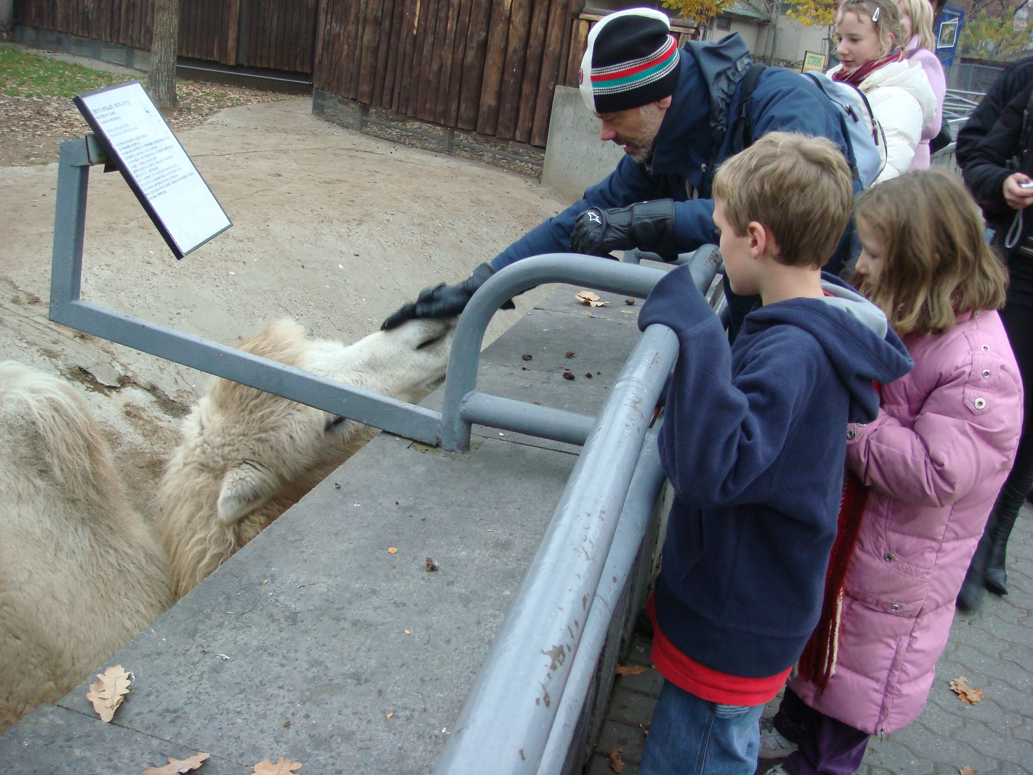 MoscowZoo/051camel__Moscow_Zoo.JPG