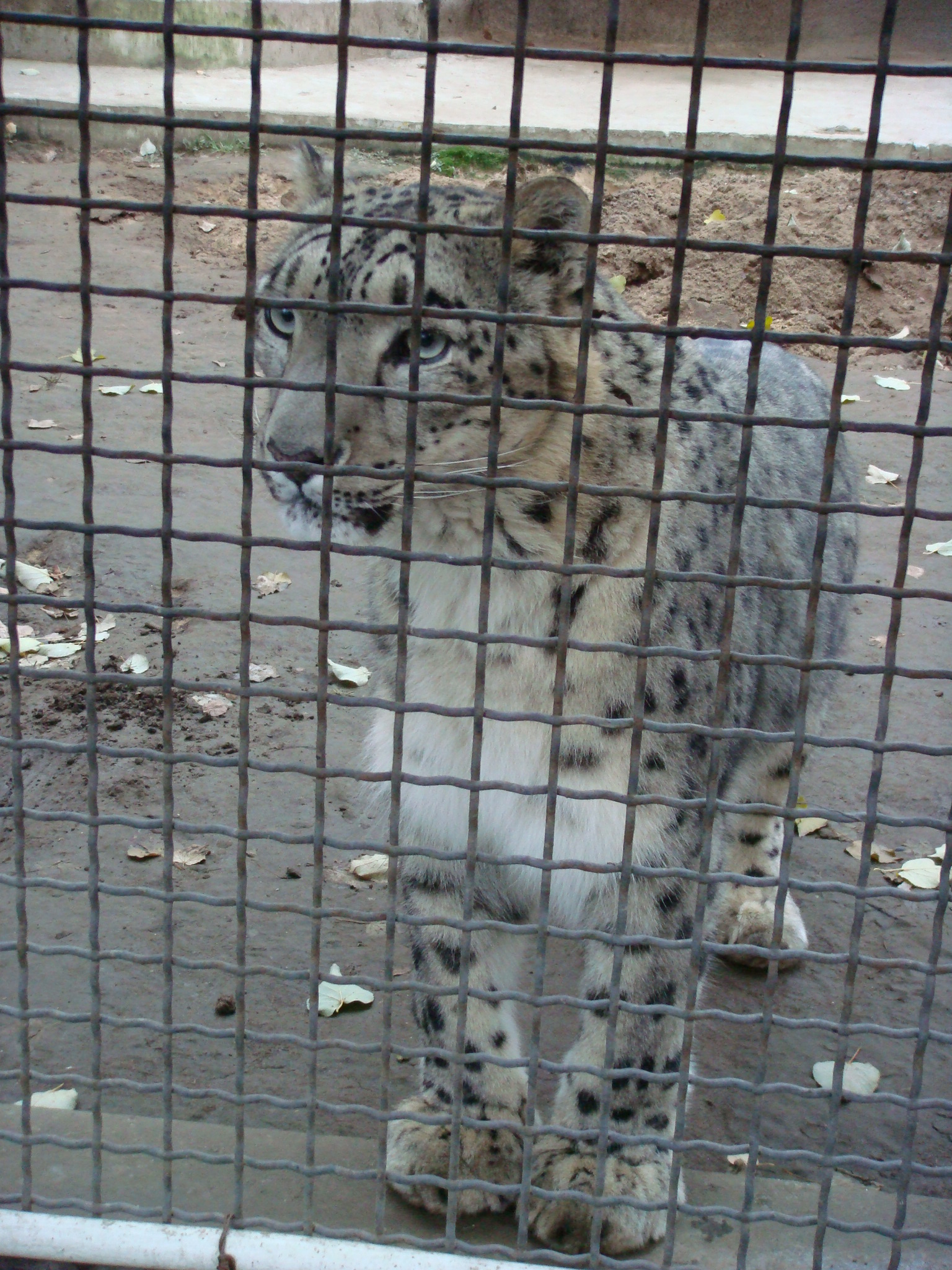 MoscowZoo/091Snow_Leopard__Moscow_Zoo.JPG